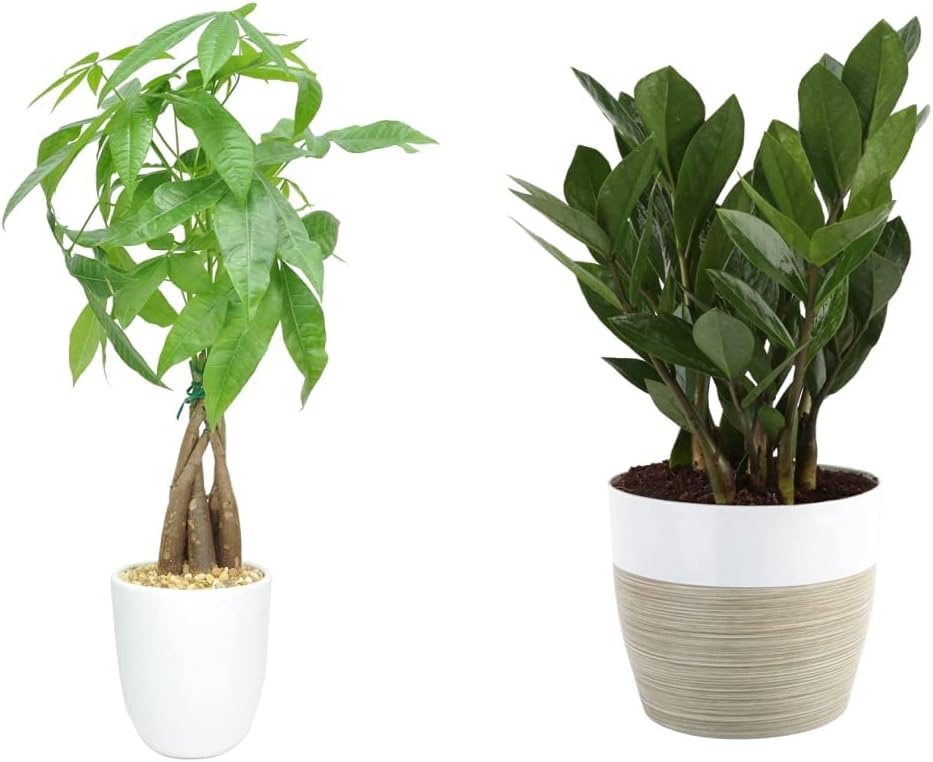 Planta del dinero - Imagen 2