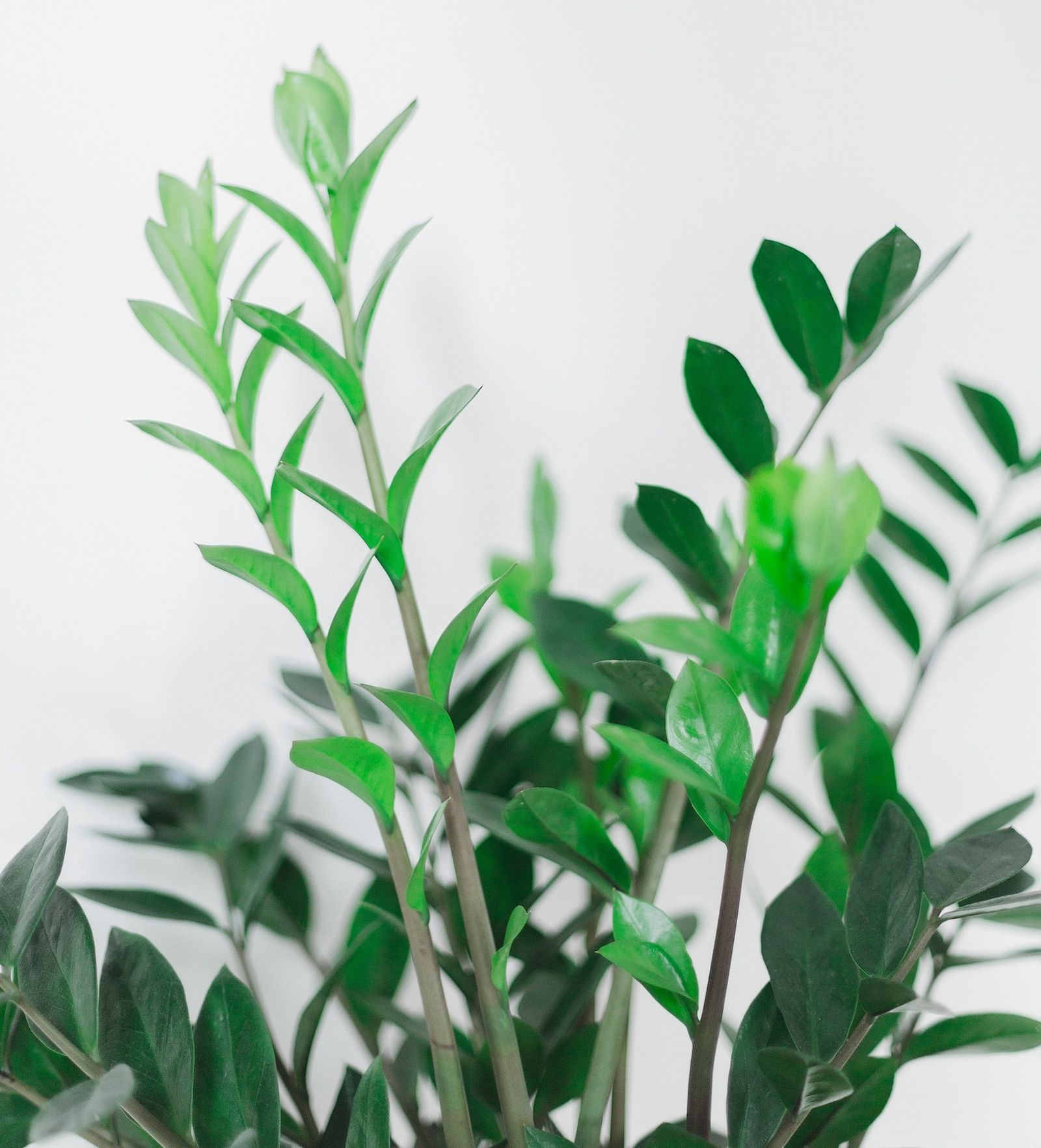 Planta del dinero - Imagen 4